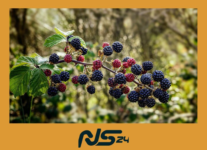 Bayas Silvestres: Antioxidantes que Frenan el Envejecimiento Celular