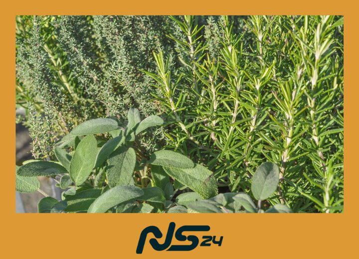 Romero y Salvia: Tónico Capilar que Fortalece Raíces Naturalmente