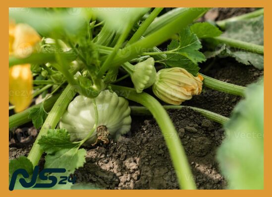 Calabacín Orgánico: Hidratación y Vitaminas para Piel Seca Estival | Calabacín Orgánico Calabacín Orgánico