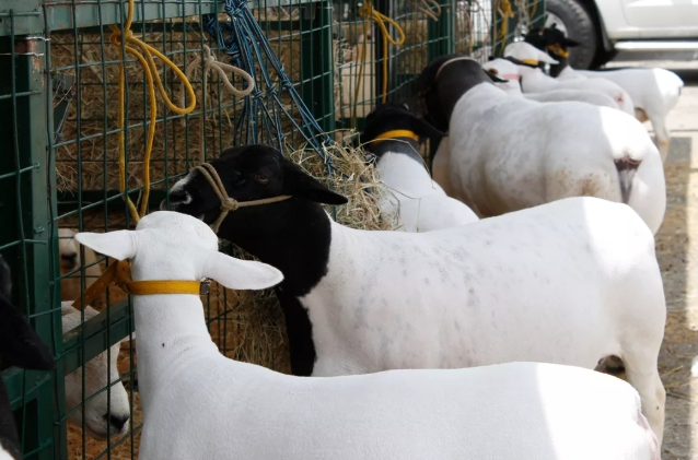 Productores venezolanos impulsan el consumo y la mejora genética de ovinos y caprinos con miras a masificar la carne de cordero y la leche de cabra