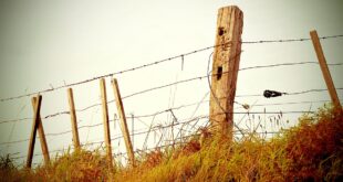 Fence Filtered » bajar de peso