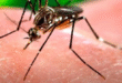 epidemia oticias24 1 » cobre importado