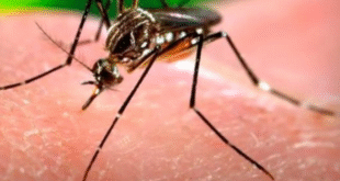 epidemia oticias24 1 » Luna negra