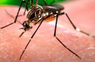 epidemia oticias24 1 » Terremoto