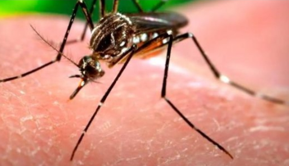 epidemia oticias24 1 » Chikungunya