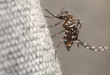 plagas plantas noticias24 » HPV