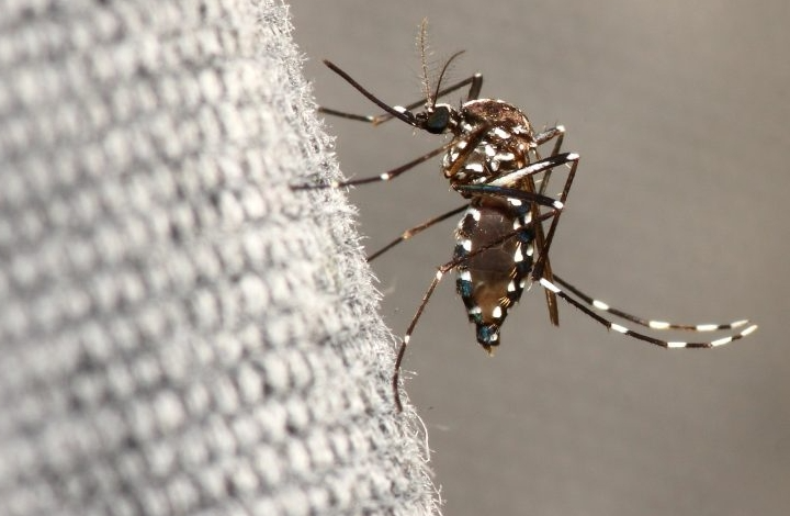 plagas plantas noticias24 » mosquitos