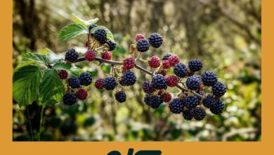 Bayas Silvestres | Aceites Esenciales