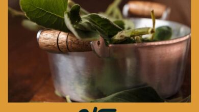 Infusion de Boldo | Pilates para Espalda