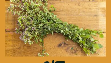 Oregano Silvestre | Espirulina Verde