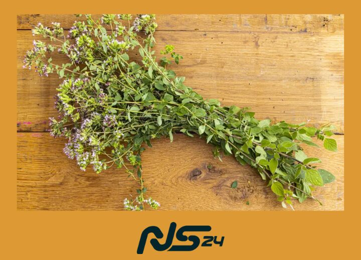 Oregano Silvestre | Orégano Silvestre
