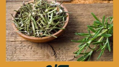 Romero para Memoria | Aceites Esenciales