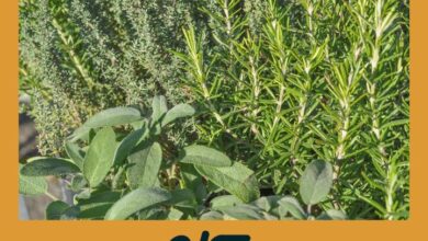 Romero y Salvia | aptitud física