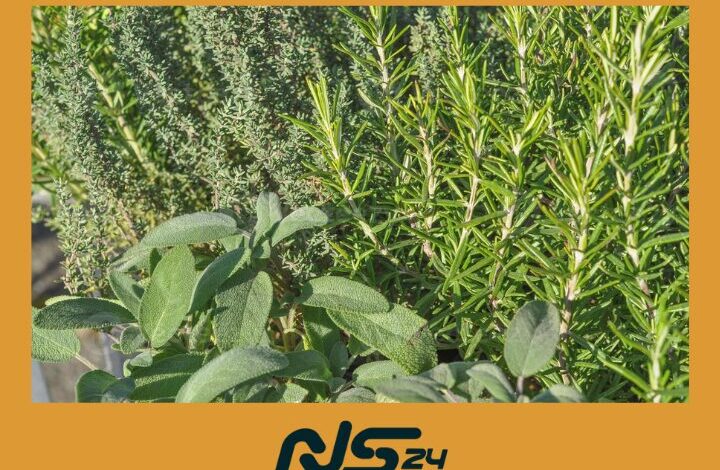 Romero y Salvia | Romero y Salvia