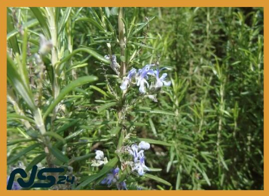 Romero y Salvia: Tónico Capilar que Fortalece Raíces Naturalmente | Romero y Salvia Romero y Salvia