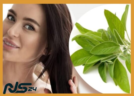 Romero y Salvia: Tónico Capilar que Fortalece Raíces Naturalmente | Romero y Salvia image 68 19 | Romero y Salvia