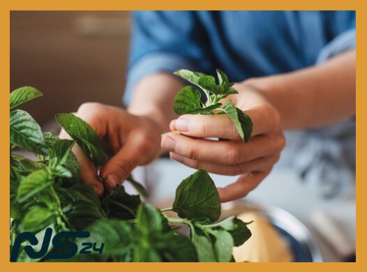 Menta Fresca: Alivia Dolores de Cabeza sin Pastillas Analgésicas | Menta Fresca image 70 15 | Menta Fresca