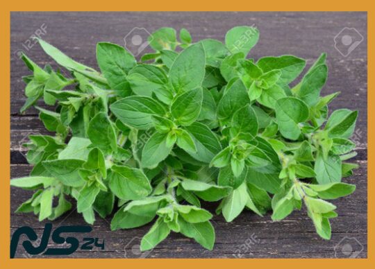 image 76 27 | Orégano Silvestre