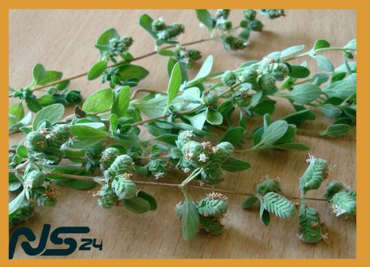 image 76 29 | Orégano Silvestre