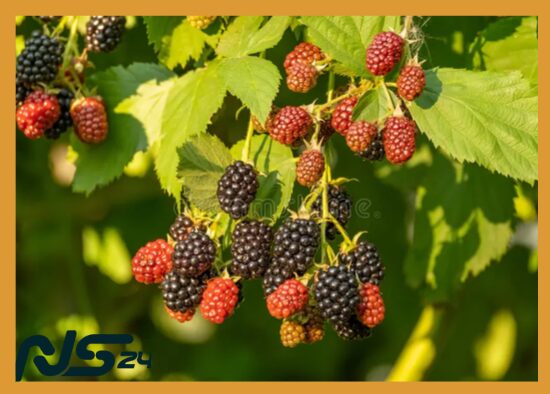 Bayas Silvestres: Antioxidantes que Frenan el Envejecimiento Celular | Bayas Silvestres Bayas Silvestres