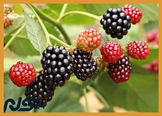 Bayas Silvestres: Antioxidantes que Frenan el Envejecimiento Celular | Bayas Silvestres image 78 12 | Bayas Silvestres