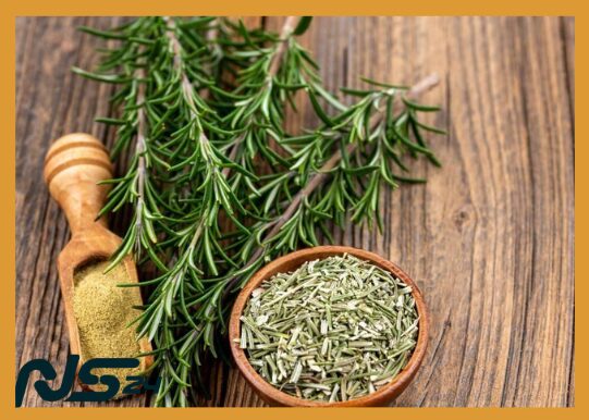 Romero para Memoria: Hierba que Mejora Concentración en Estudiantes | Romero para Memoria image 80 1 | Romero para Memoria