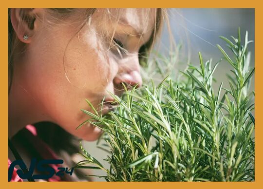 Romero para Memoria: Hierba que Mejora Concentración en Estudiantes | Romero para Memoria image 80 3 | Romero para Memoria