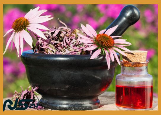 Hierbas para Inmunidad: Equinácea que Previene Resfriados Estacionales | Hierbas para Inmunidad image 87 5 | Hierbas para Inmunidad