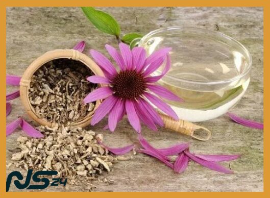 Hierbas para Inmunidad: Equinácea que Previene Resfriados Estacionales | Hierbas para Inmunidad image 87 7 | Hierbas para Inmunidad