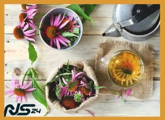 Hierbas para Inmunidad: Equinácea que Previene Resfriados Estacionales | Hierbas para Inmunidad Hierbas para Inmunidad