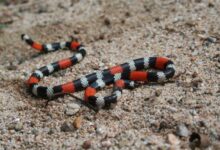 large 860x574 1 » Ataques militares Venezuela