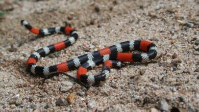 large 860x574 1 » veterinaria