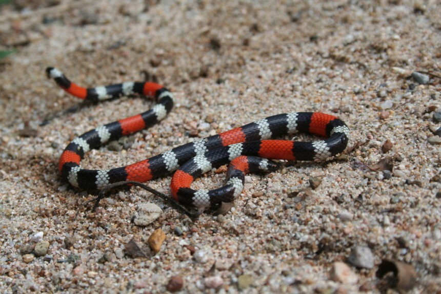 large 860x574 1 | zulia