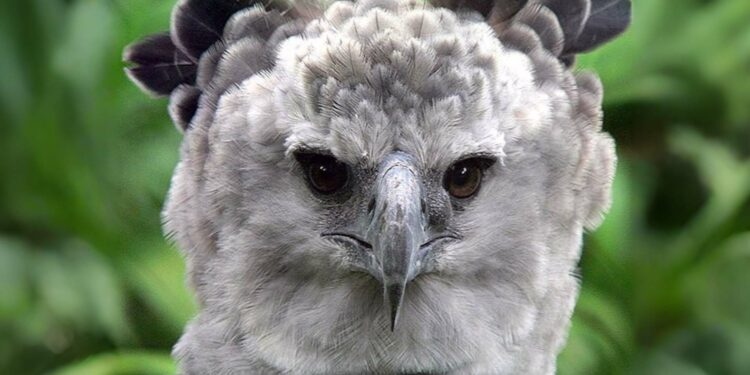 Día del Águila Arpía: la imponente ave que revela la salud de los bosques en América Latina | Aguila NUEVO HD VN definitivo 10 750x37 1 | Aguila