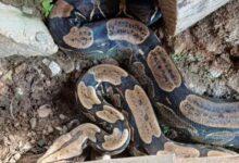 Protección Civil Baruta rescata dos ejemplares de boa constrictor en zonas residenciales de Las Mercedes y Las Nayas | pensión SaveClip.App 776658707 180912658 | pensión