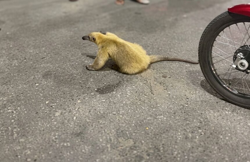 Investigan a motorizados por brutal maltrato contra un oso melero en Barcelona, Anzoátegui | Maltrato animal oso mielero 2 860x558 1 | Maltrato animal