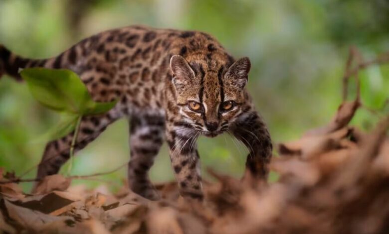 260916 new cat species ONETIMEUSE mn 0935 8ca4d0 | Leopardus tilcayo