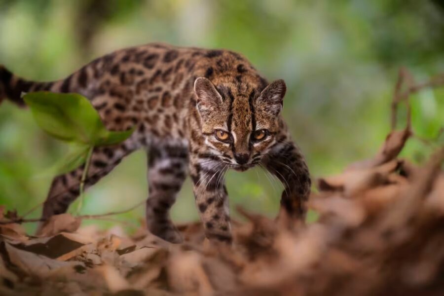 Descubren en Bolivia una nueva especie de felino silvestre: el Leopardus tilcayo, el primero en un siglo | Leopardus tilcayo 260916 new cat species ONETIMEUSE mn 0935 8ca4d0 | Leopardus tilcayo