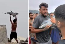 inmigrantes grabados cria delfin sacaron agua go | dolar
