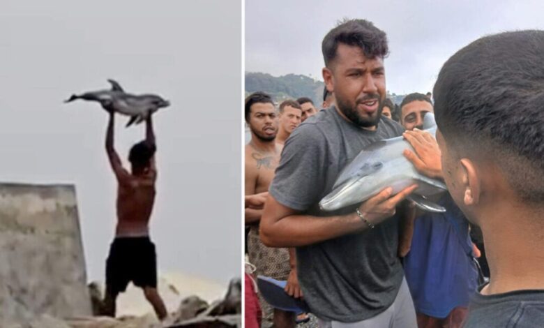 inmigrantes grabados cria delfin sacaron agua go | video