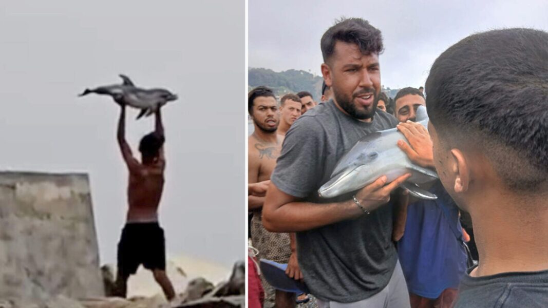 inmigrantes grabados cria delfin sacaron agua go | video