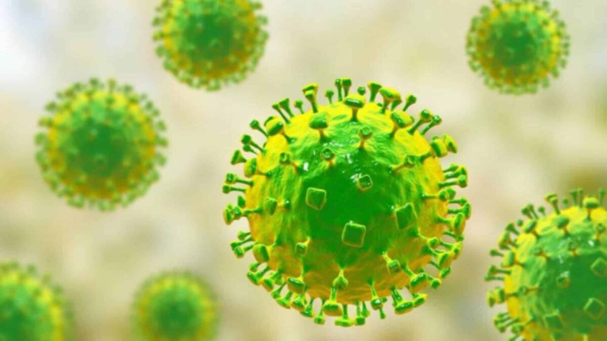 Virus Shamonda: la OMS considera «poco probable» su propagación en humanos