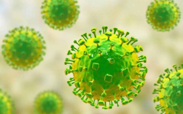 Virus Shamonda: la OMS considera «poco probable» su propagación en humanos